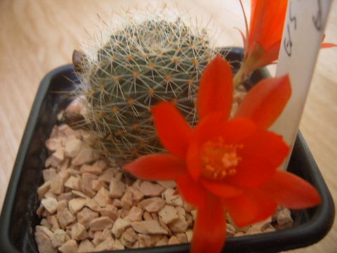 rebutia gibbulosa 004 cactus