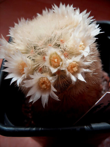 Mammillaria carmenea 97 004 cactus