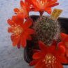Rebutia patericalyx RH02-04... - cactus