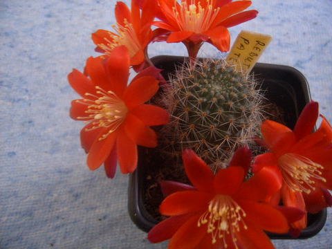 Rebutia patericalyx RH02-04  08 001 cactus