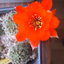 Rebutia sphaerica  FR 1140 ... - cactus