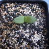 Aloe polyphylla versp 001 - cactus