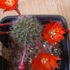 Rebutia deminuta 006 008 - cactus