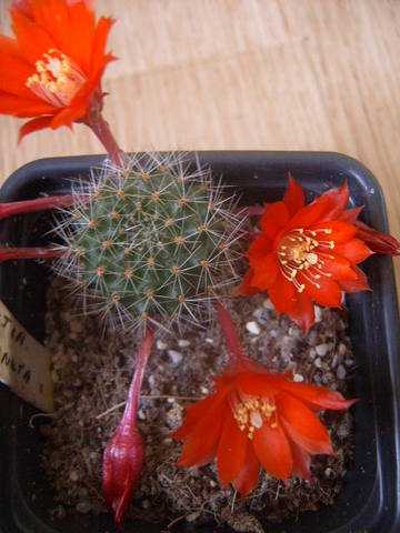 Rebutia deminuta 006 008 cactus