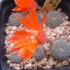 Rebutia  heliosa  007 001 - cactus