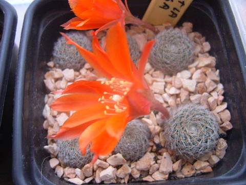 Rebutia  heliosa  007 001 cactus