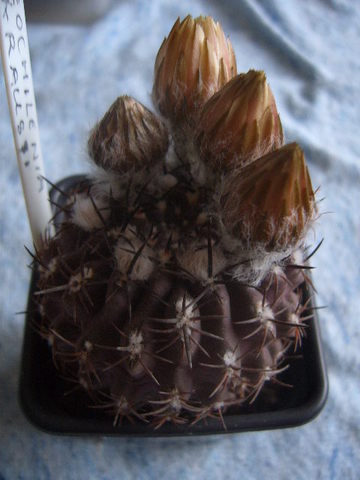 Neochilenia kraussii met knop 007 cactus