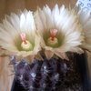 Neochilenia kraussii met bl... - cactus