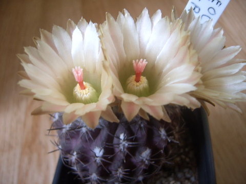 Neochilenia kraussii met bloemen 012 cactus