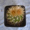 Escobaria missouriensis 200... - cactus