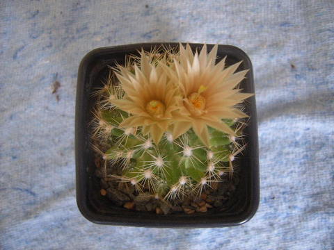 Escobaria missouriensis 2004 008 cactus