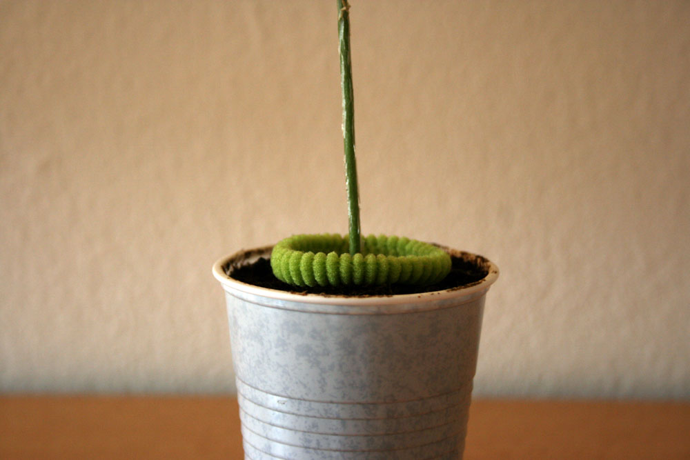 color-coded-plants4 - 