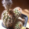 Echinocereus lindsay knop 002 - cactus