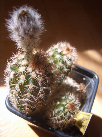 Echinocereus lindsay knop 002 cactus