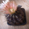 Neochilenia carrizalensis 004 - cactus