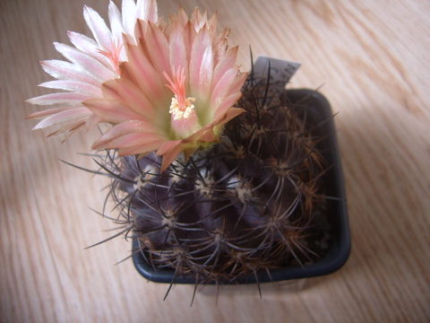 Neochilenia carrizalensis 004 cactus