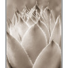 plant in sepia - Black & White and Sepia