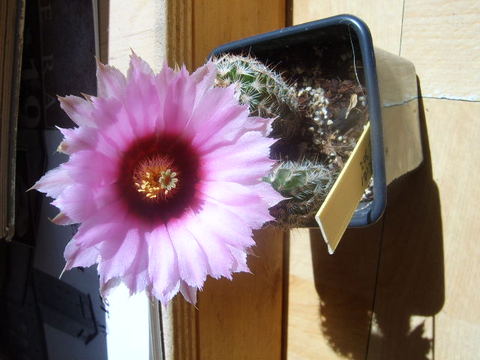 Echinocereus lindsayi 020 cactus