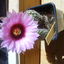 Echinocereus lindsayi 020 - cactus