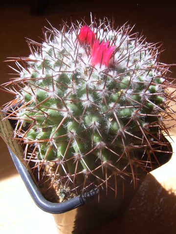 Mammillaria hofmanniana 005 cactus