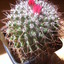 Mammillaria hofmanniana 005 - cactus