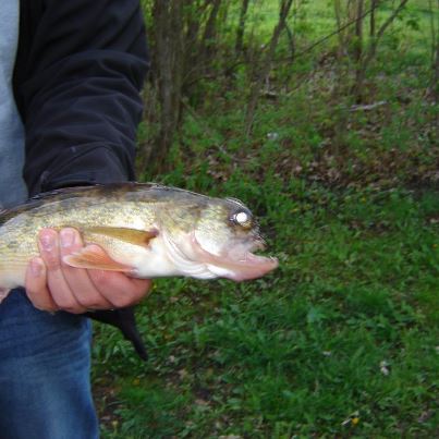 Mutated Walleye - 