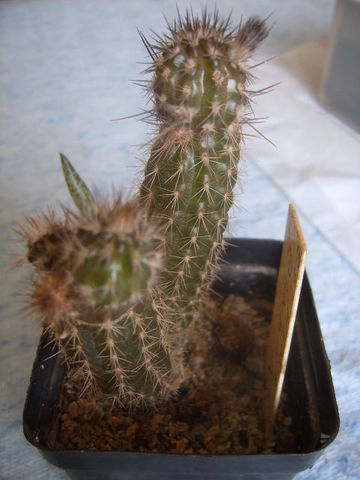 cochemia pondii 2007 005 cactus
