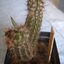 cochemia pondii 2007 005 - cactus