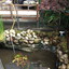 Tuin - vijver veranderen 20... - Garden 2011 & 2012