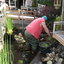 Tuin - vijver veranderen 20... - Garden 2011 & 2012