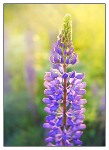 Lupin Light Nature Images