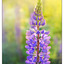 Lupin Light - Nature Images