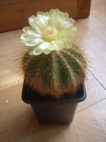 notocactus warasii 007 cactus