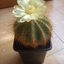 notocactus warasii 007 - cactus