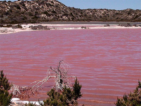 pink+lake - 