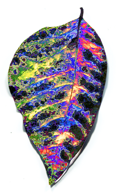 lotuslake leaf neon 4 Picture Box