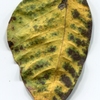 lotuslake leaf 1006 - RAW