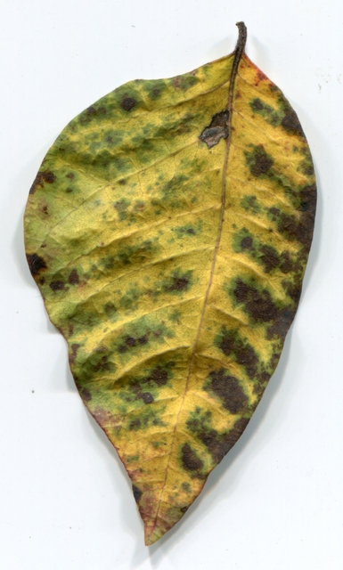 lotuslake leaf 1006 RAW