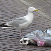 P1270416 - de vogels van amsterdam