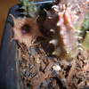 Huernia hislopii ssp cashel... - cactus
