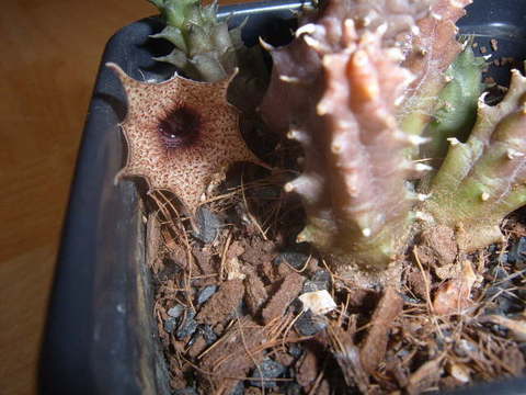 Huernia hislopii ssp cashelensis 008 cactus