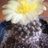 copiapoa bridgisii 011 - cactus
