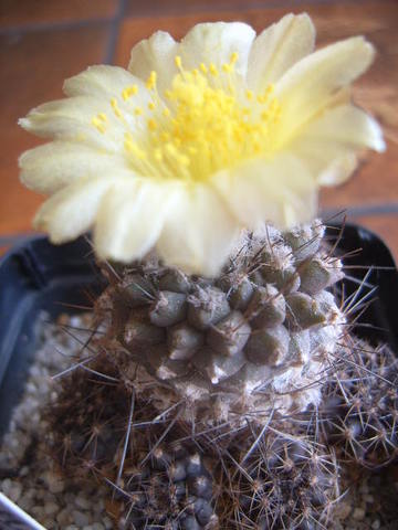 copiapoa bridgisii 011 cactus