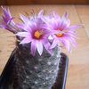 Mammillaria insularis 007 - cactus