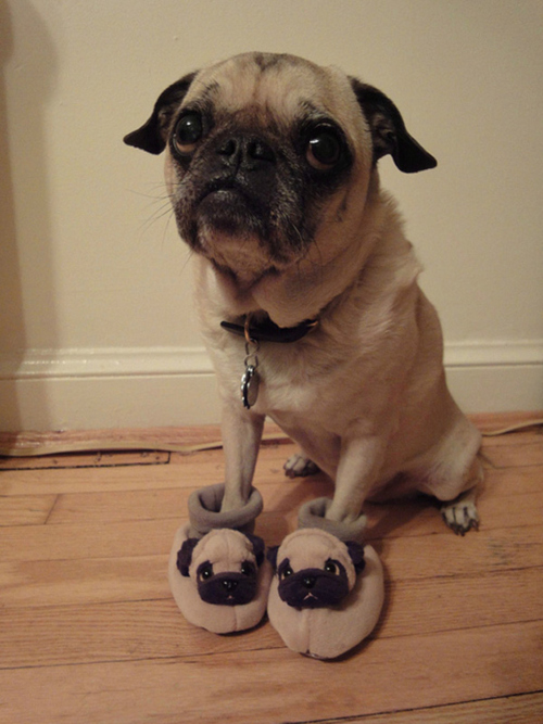 pug with fusser - 