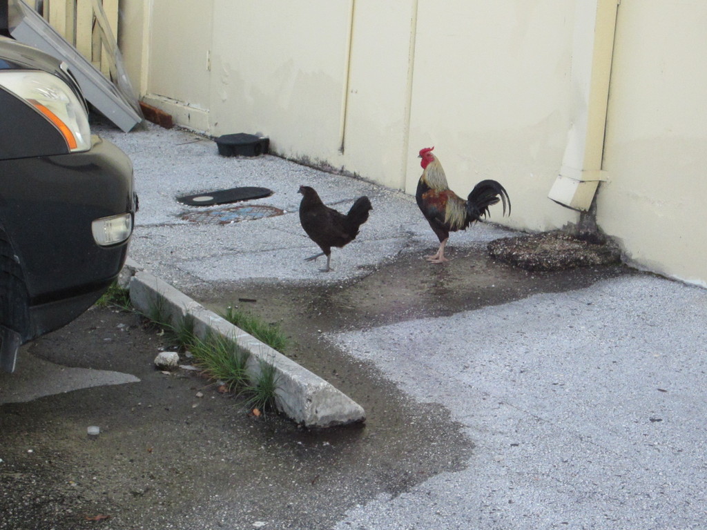 IMG 8549 - 2012 July