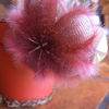 stapelia hisuta 002 - cactus