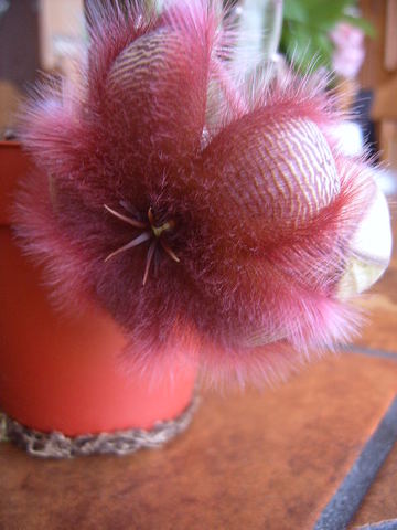 stapelia hisuta 002 cactus