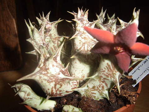 orbea decaisneana ssp hesperidum 008 cactus