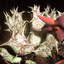 orbea decaisneana ssp hespe... - cactus